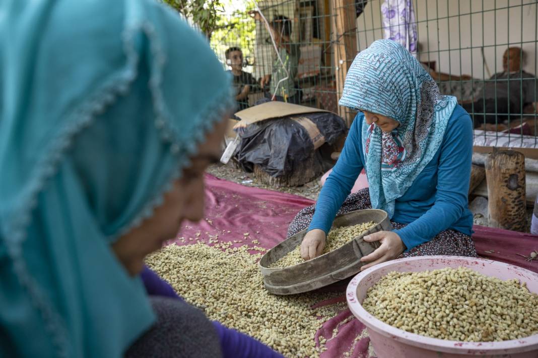 Tunceli'de Hasadı Çok Bereketli Başladı: 500 Ton Rekolte Bekleniyor 7